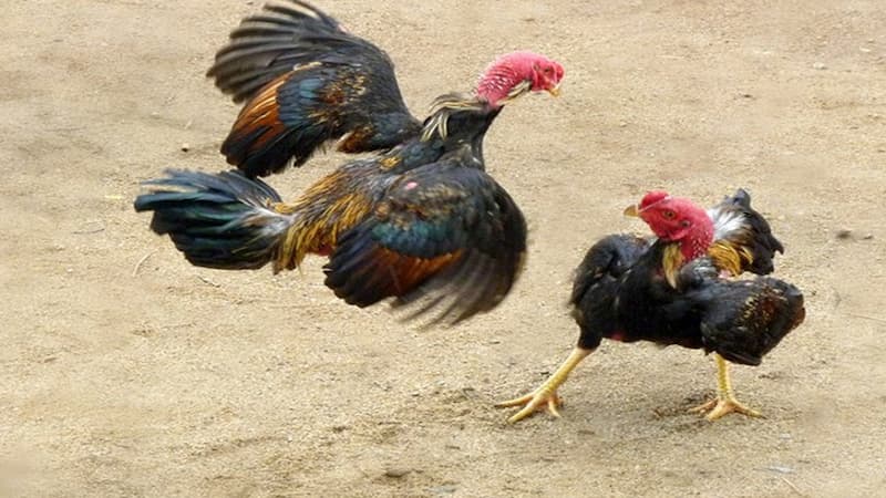 Các chiến kê dòng này luôn tung ra những đòn đánh có sức sát thương cao